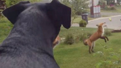 Illustration : Un chien découvre dans son jardin un renard en train de jouer avec sa balle préférée (vidéo)