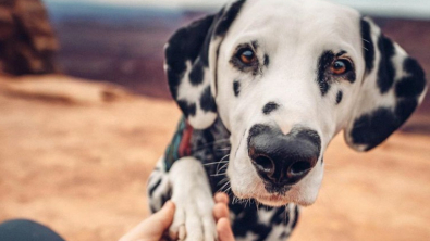 Illustration : "18 photos d'animaux de compagnie qui sont nés avec des particularités physiques les rendant uniques"