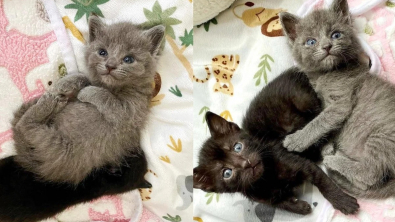 Illustration : "Placé en famille d'accueil, ce chaton squelettique rebondit sur ses pattes et réconforte les autres félins en détresse"