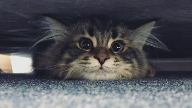 Illustration : 20 photos d'un chat faisant sensation sur Internet grâce à ses expressions faciales drôles et mignonnes