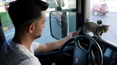 Illustration : "Jeté par un automobiliste, ce chaton devient le compagnon de voyage d'un routier"