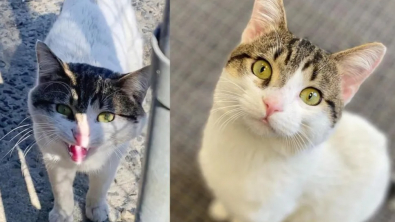 Illustration : Un chat boiteux court vers une femme en miaulant pour demander de l'aide et voit son vœu s'exaucer