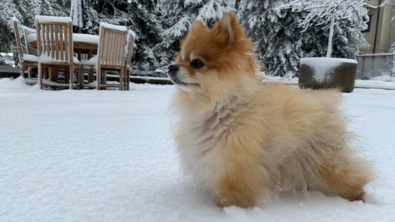 Illustration : "9 photos d'animaux fascinés par les flocons de neige"