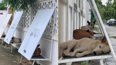 Illustration : Ils construisent des abris à partir de panneaux d'affichage inutilisés pour protéger les chiens errants