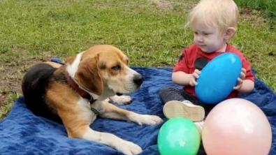 Illustration : "Leur chien fugue et se fait adopter par une autre famille, qui refuse de leur rendre malgré la récompense promise"