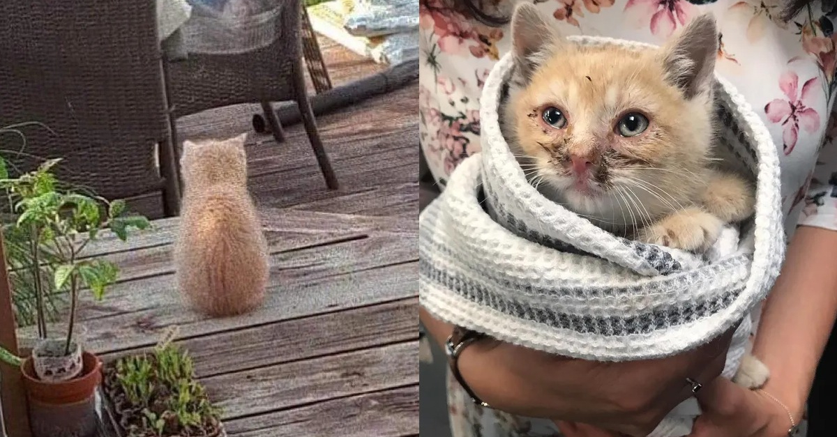 La Belle Transformation D Un Chaton Aux Yeux Couverts De Croutes Decouvert En Pleurs Dans Un Jardin