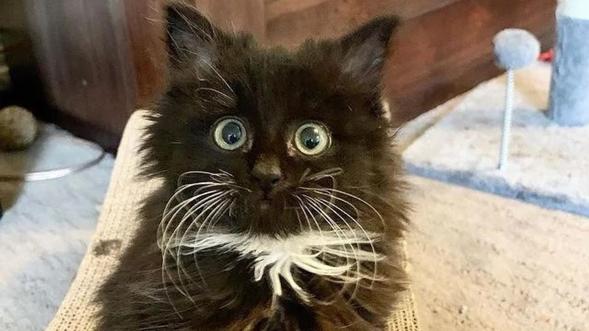 Un Chaton De Semaines Orphelin Dont La Vie Ne Tient Qu Un Fil A Fait La Rencontre De Sa Vie