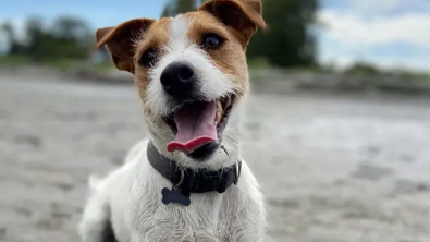 Illustration : 20 chiens qui profitent allègrement des joies de la plage