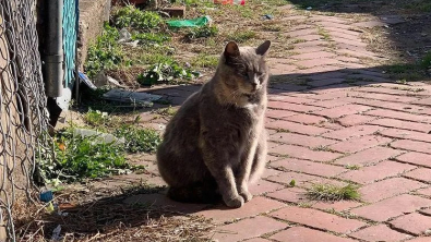 Illustration : "Une chatte cherchant un endroit sûr pour mettre au monde ses chatons accepte l'aide d'une bénévole"