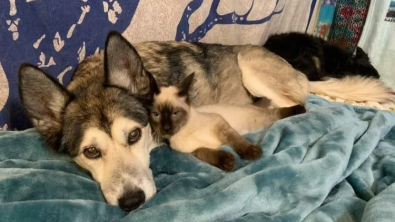 Illustration : "Une famille d'accueil émue par l'amitié entre son Husky et une chatte souffrant d'une maladie neurologique"