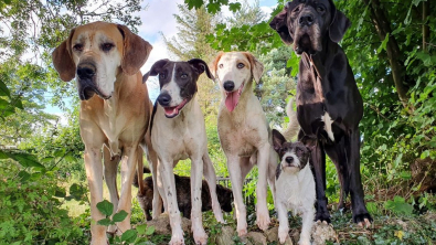 Illustration : "Le SOS d'une infirmière vétérinaire contrainte de trouver un nouveau logement avec ses 20 chiens en 5 mois"