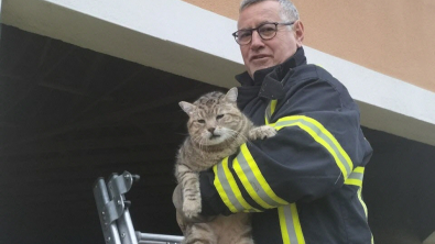 Illustration : "Un chat se retrouve coincé dans un espace incroyablement étroit et appelle au secours"