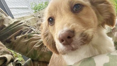 Illustration : Des militaires nouent une amitié avec des chiots lors d’une mission et demandent de l’aide pour les rapatrier