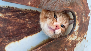 Illustration: “A group of workers managed to save a cat whose head was completely stuck in a dumpster”