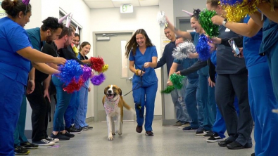 Illustration : "Un refuge organise une fête en l’honneur d’un chien pour célébrer ses un an sans cancer !"