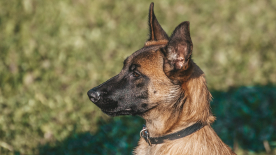 Illustration : "En Bretagne, des “gémissements” et une “odeur nauséabonde” ont permi de sauver un chien et un chat, abandonnés dans un appartement depuis un mois"