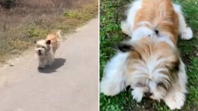 Illustration : "Vidéo : Une chienne abandonnée dans la montagne poursuit une voiture à toute allure dans l'espoir d'être adoptée"