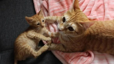 Illustration : Un chaton errant se lie d’amitié avec le chat de sa famille d’accueil (vidéo)