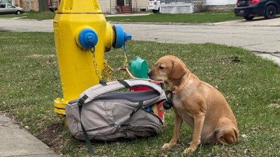 Illustration : Une chienne abandonnée se retrouve attachée à une bouche d’incendie avec son sac