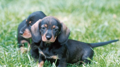 Illustration : 10 photos de chiots qui battent tous les records de mignonnerie