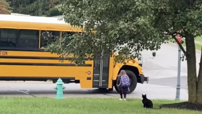 Illustration : "Ce chat accompagne tous les matins sa sœur humaine vers le bus scolaire (vidéo)"