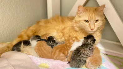 Illustration : "Guidée par son instinct maternel, cette chatte a adopté deux chatons abandonnés en plus de sa portée de 5"