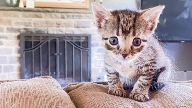 Illustration : "Un chaton minuscule se transforme en un félin épanoui et rempli d’amour (vidéo)"