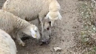 Illustration : "Un chiot fait ses premiers pas de chien de berger et séduit les internautes (vidéo)"