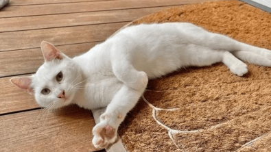 Illustration : "Un chaton errant, timide, ne sait pas comment demander de l’affection alors il décide de suivre cette famille"