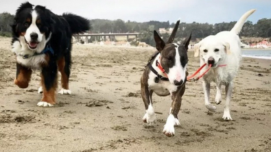 Illustration : "19 photos amusantes de chiens qui en promènent d'autres"