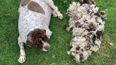 Illustration : Un chien en grave surpoids obtient l’aide inespérée d’un vétérinaire