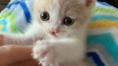 Illustration : "Un minuscule chaton avec une fente labiale a été retrouvé caché sous des fils électriques"