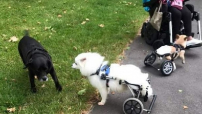 Illustration : "Une femme utilisatrice de fauteuil roulant adopte des chiens handicapés pour leur offrir une seconde chance"