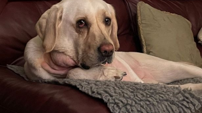 Illustration : "À cause d’un bâton coincé dans la gorge, cette Labrador doit se battre et s’accrocher à la vie"