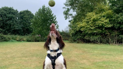 Illustration : Le message touchant d’un chien atteint d’arthrite qui ne pouvait plus jouer avec ses balles