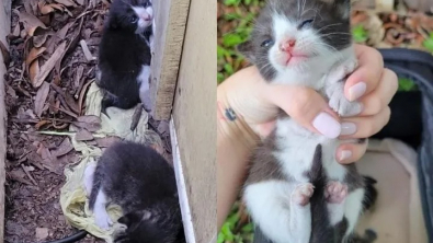 Illustration : "Après avoir passé toute sa vie dans la rue, une chatte découvre la vie en intérieur avec ses 3 chatons"