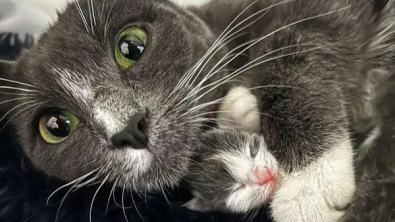 Illustration : "Un couple découvre une chatte en train de mettre bas sur le pas de sa porte"