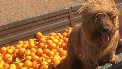 Illustration : "Un chien aventurier traverse l’Australie en auto-stop de sa propre initiative"