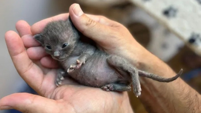 Illustration : "Un chaton très chétif trouve enfin la force de grandir lorsqu’une chatte accepte de l’adopter"