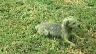 Illustration : "Un chien mécontent de se faire toiletter alors qu’il s’était roulé dans l’herbe jusqu’à devenir entièrement vert"