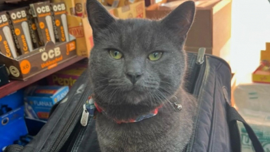 Illustration : Un chat volé devant la boutique de son propriétaire a été restitué sous la pression médiatique