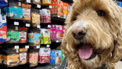 Illustration : 18 photos de chiens qui se font une joie de faire les courses avec leurs humains