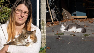 Illustration : " Un frère et une sœur chats sont soupçonnés de dévaliser les maisons voisines"