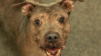 Illustration : "Ce Pitbull, retrouvé dans le désert, a été abandonné pour la troisième fois"