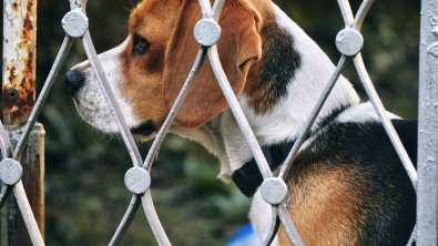 Illustration : "La justice a tranché pour l’avenir d’une centaine de Beagles, destinés à rejoindre des laboratoires pharmaceutiques"