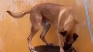 Illustration : En pleine canicule, un chien trouve un moyen insolite de satisfaire sa quête de fraîcheur (vidéo)