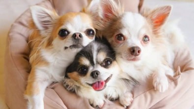 Illustration : 20 photos de Chihuahuas montrant que le charme de ces chiens est inversement proportionnel à leur taille        