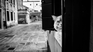 Illustration : 20 photos de chats cachés dans les ruelles pittoresques de Venise