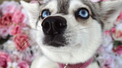 Illustration : 20 superbes photos d'Alaskan Klee Kai, race de chien qui mérite d'être mieux connue