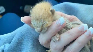 Illustration : Découvert dans le moteur d’un engin de chantier, un chaton nouveau-né qui paraissait condamné déjoue tous les pronostics